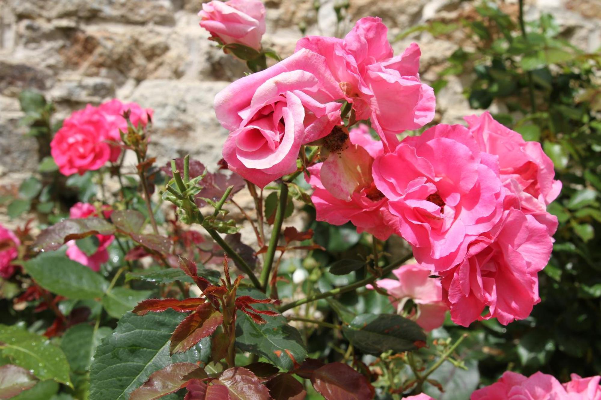 L'ancienne Boulangerie Bed & Breakfast Collinee